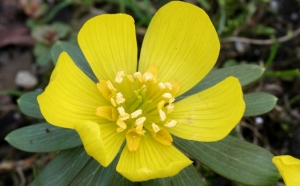 Blüte des Winterlings (Eranthis hyemalis)